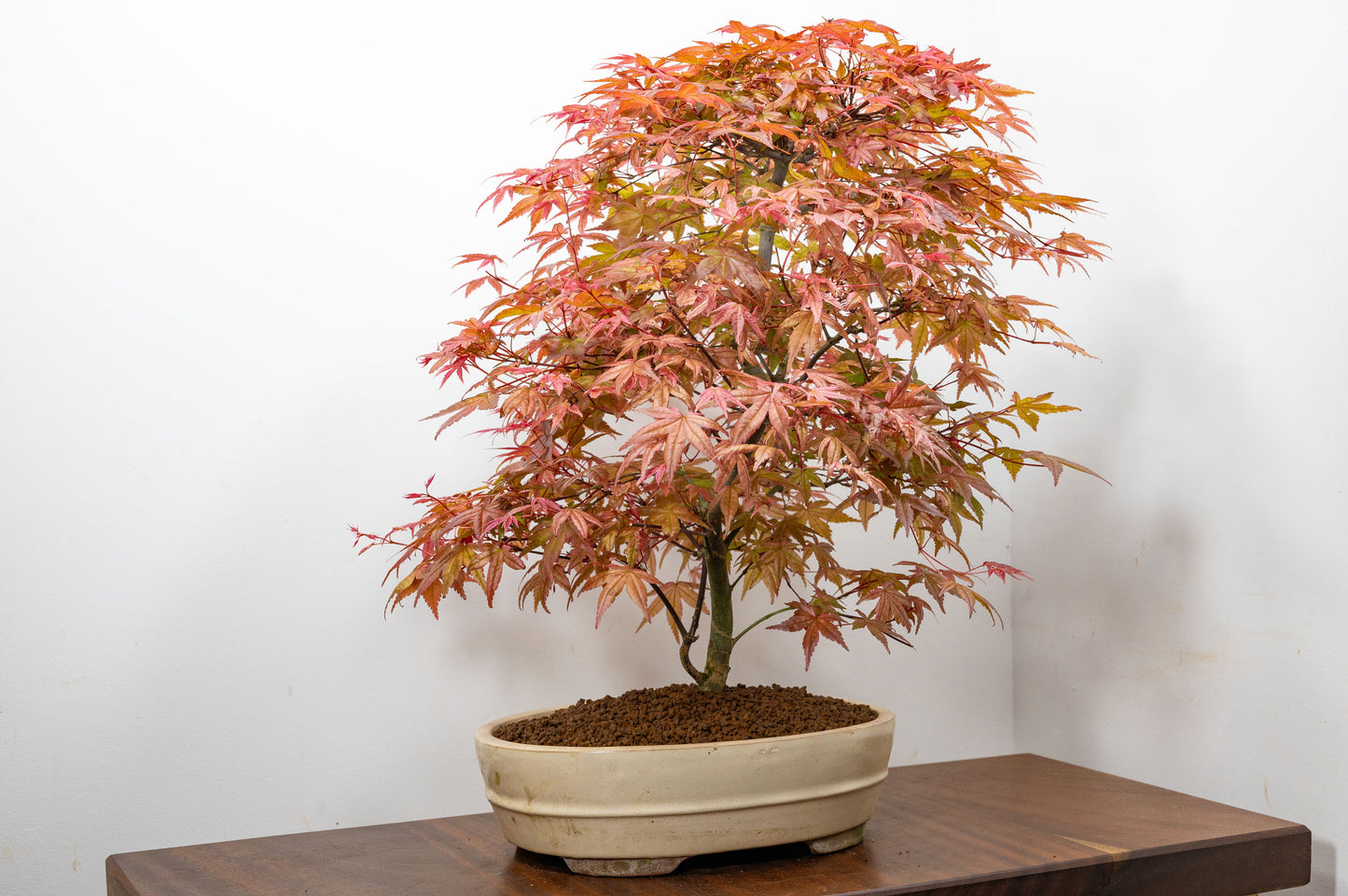 'Deshojo' Japanese Maple Bonsai