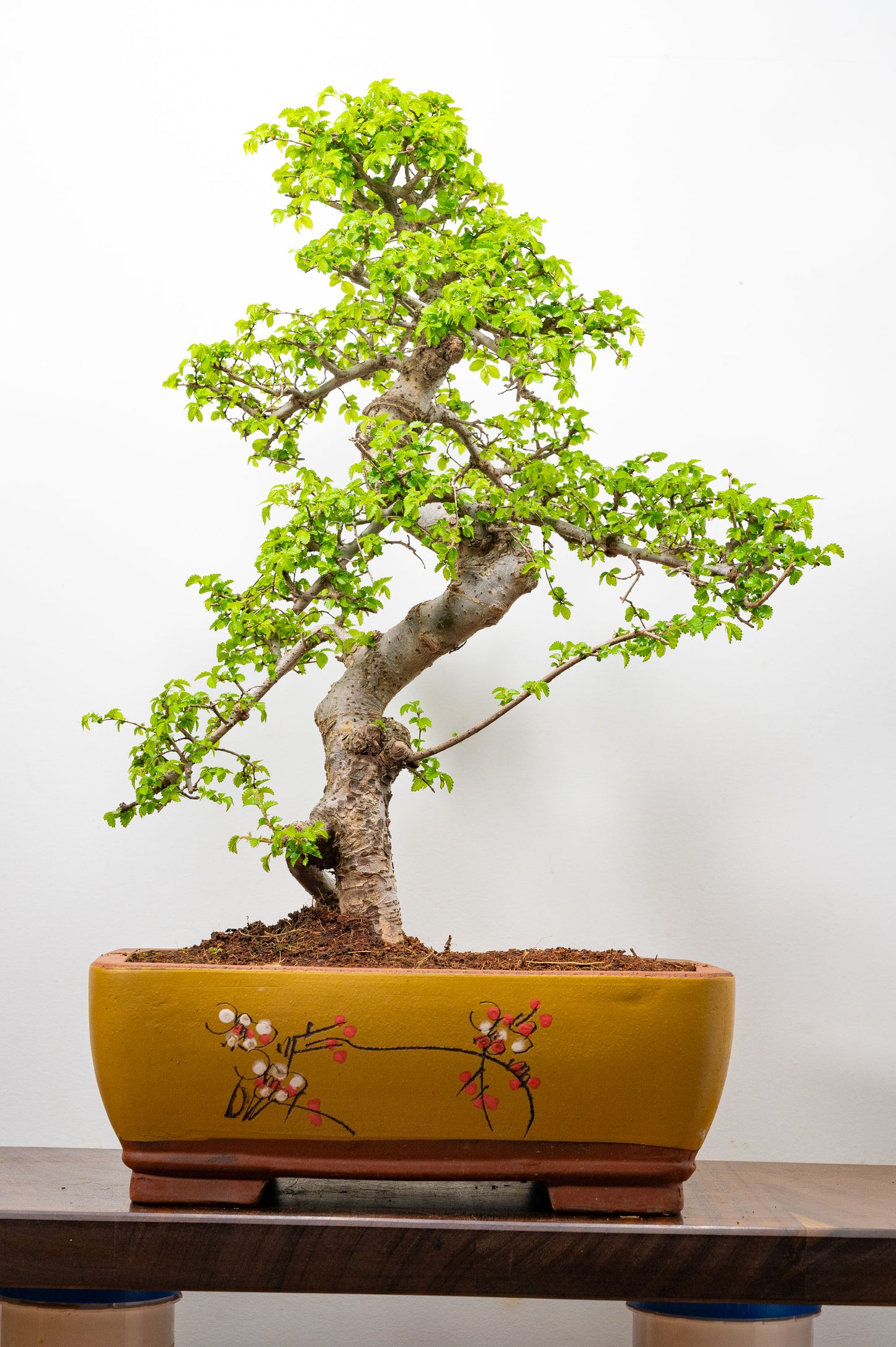 Large Chinese Elm Bonsai in 35cm Chinese Yellow Ceramic Pot