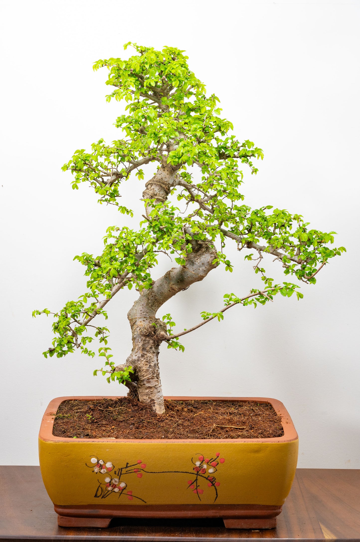 Large Chinese Elm Bonsai in 35cm Chinese Yellow Ceramic Pot