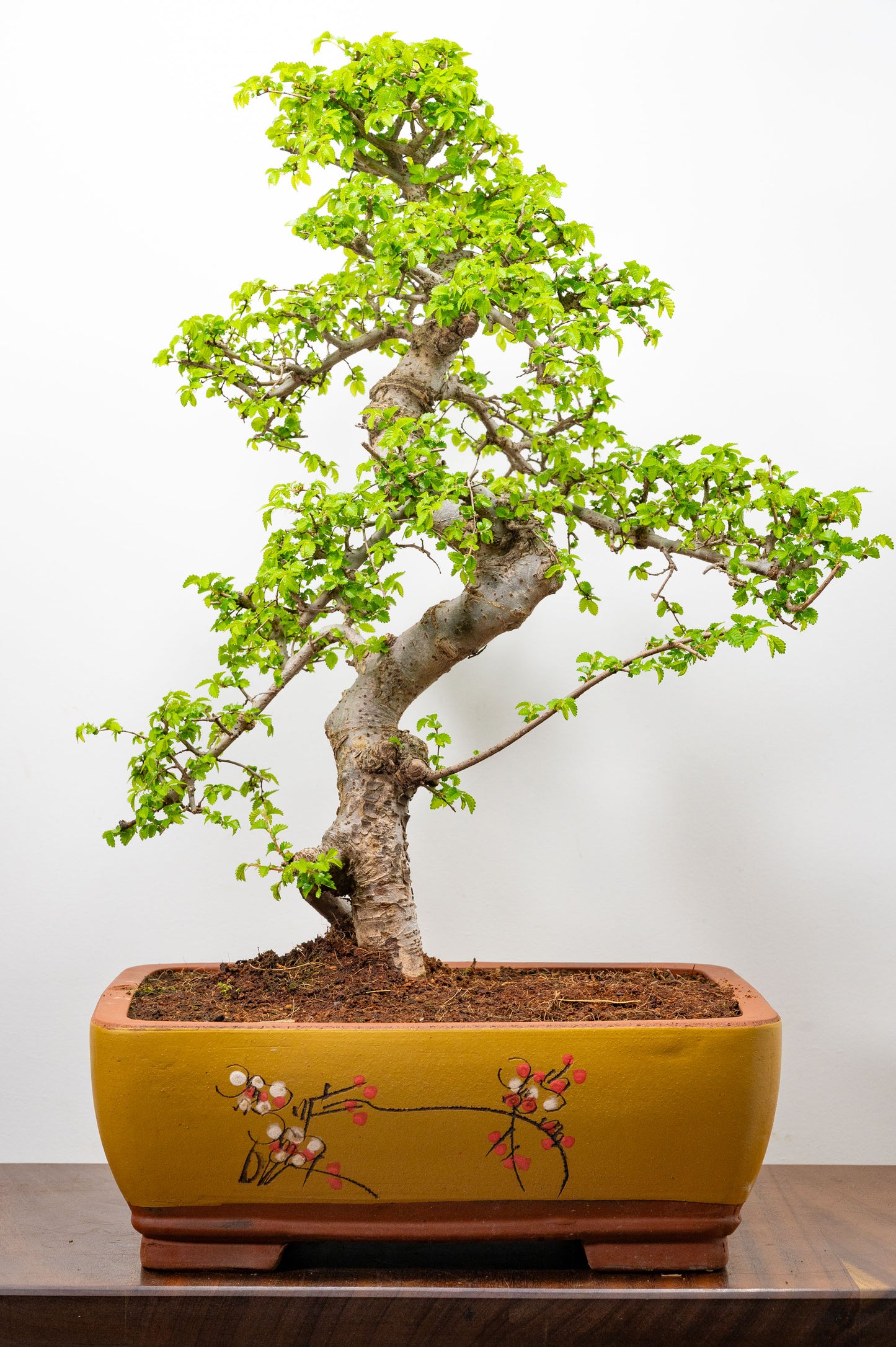Large Chinese Elm Bonsai in 35cm Chinese Yellow Ceramic Pot