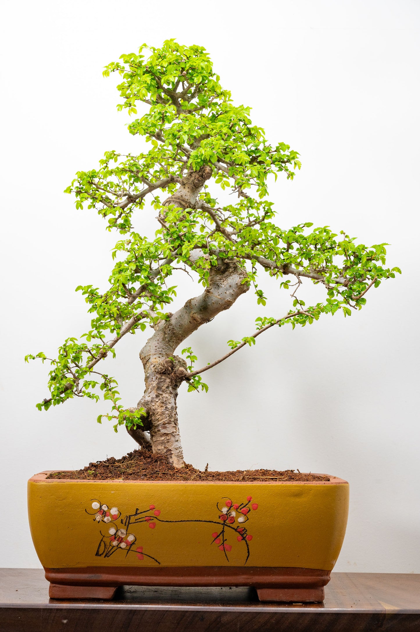 Large Chinese Elm Bonsai in 35cm Chinese Yellow Ceramic Pot
