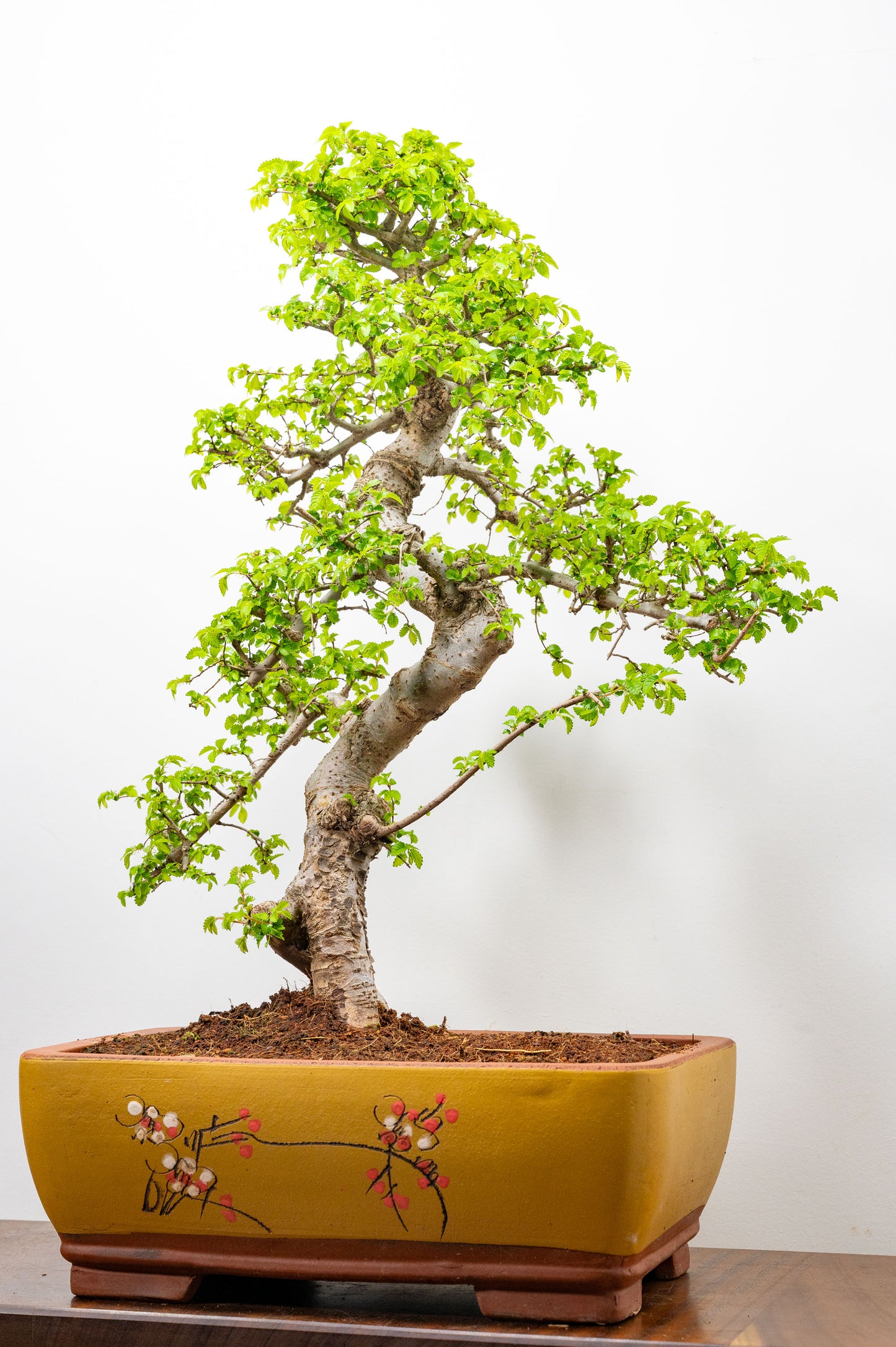 Large Chinese Elm Bonsai in 35cm Chinese Yellow Ceramic Pot