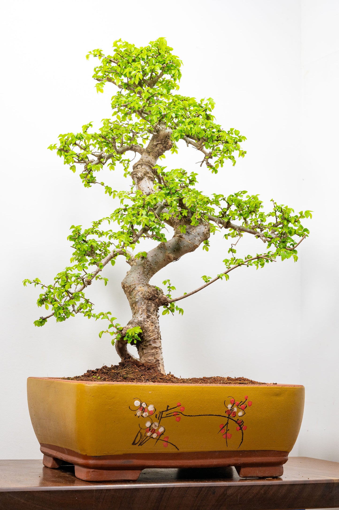 Large Chinese Elm Bonsai in 35cm Chinese Yellow Ceramic Pot