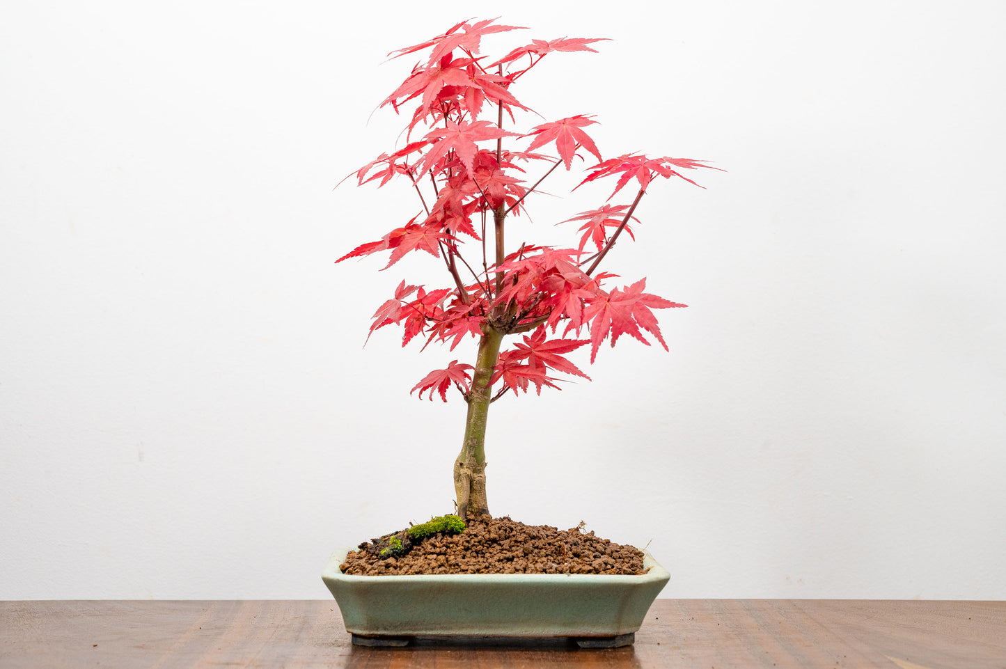 Deshojo Japanese Maple Bonsai