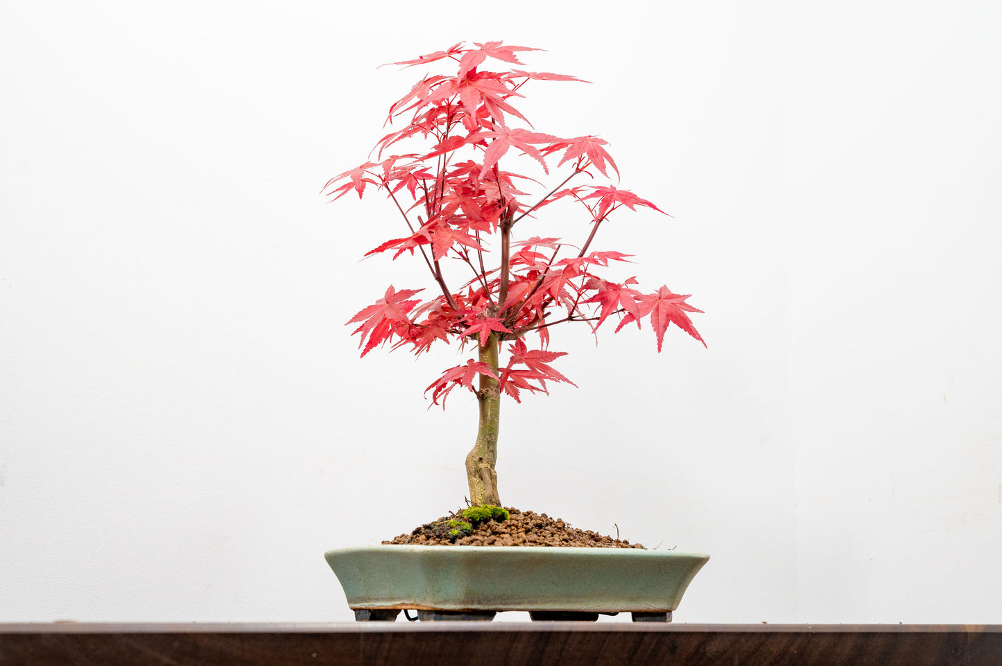 Deshojo Japanese Maple Bonsai