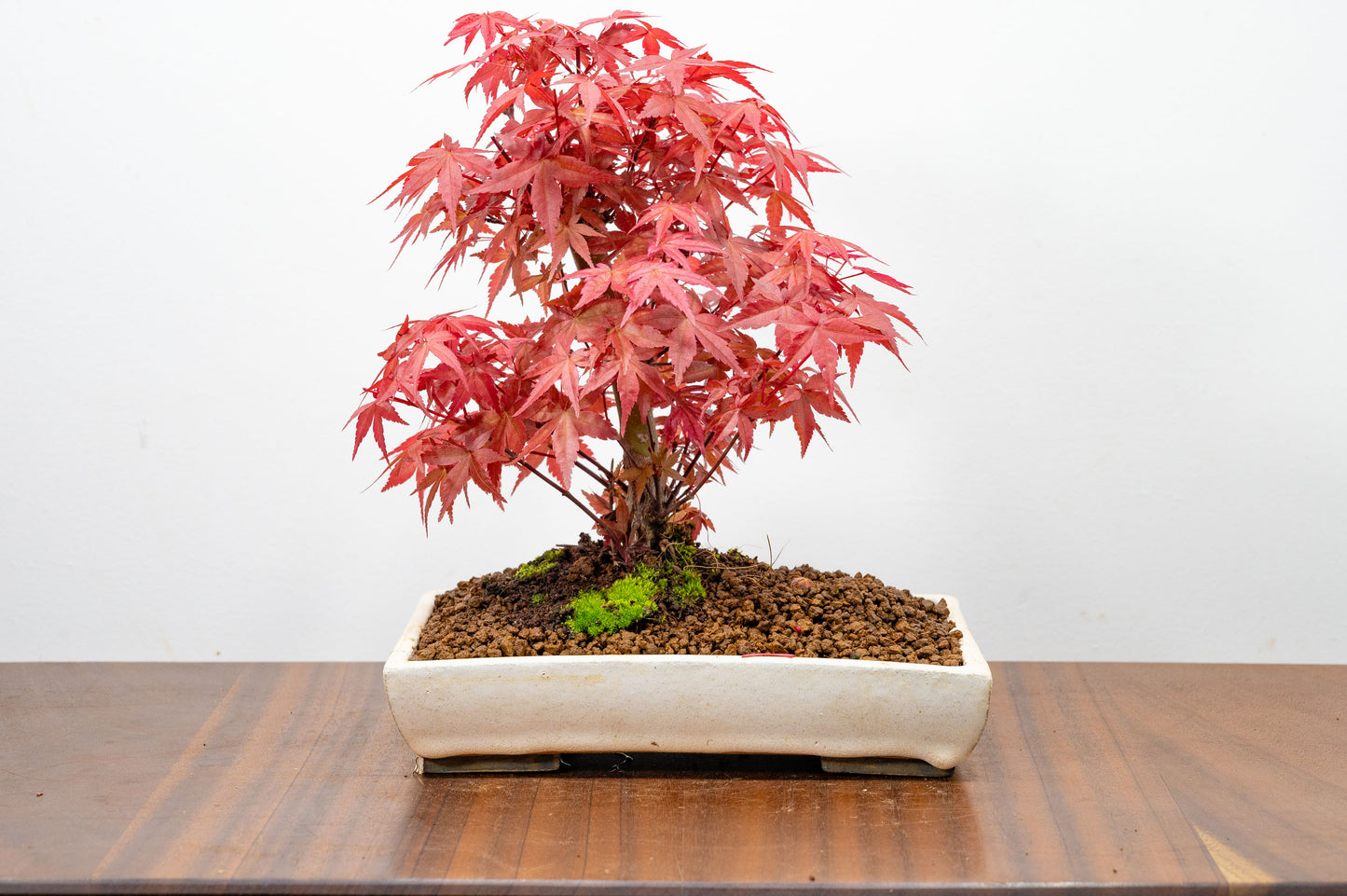 Deshojo Japanese Maple Bonsai