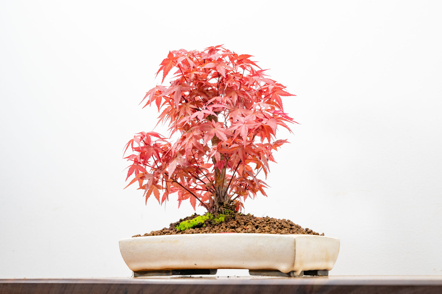 Deshojo Japanese Maple Bonsai