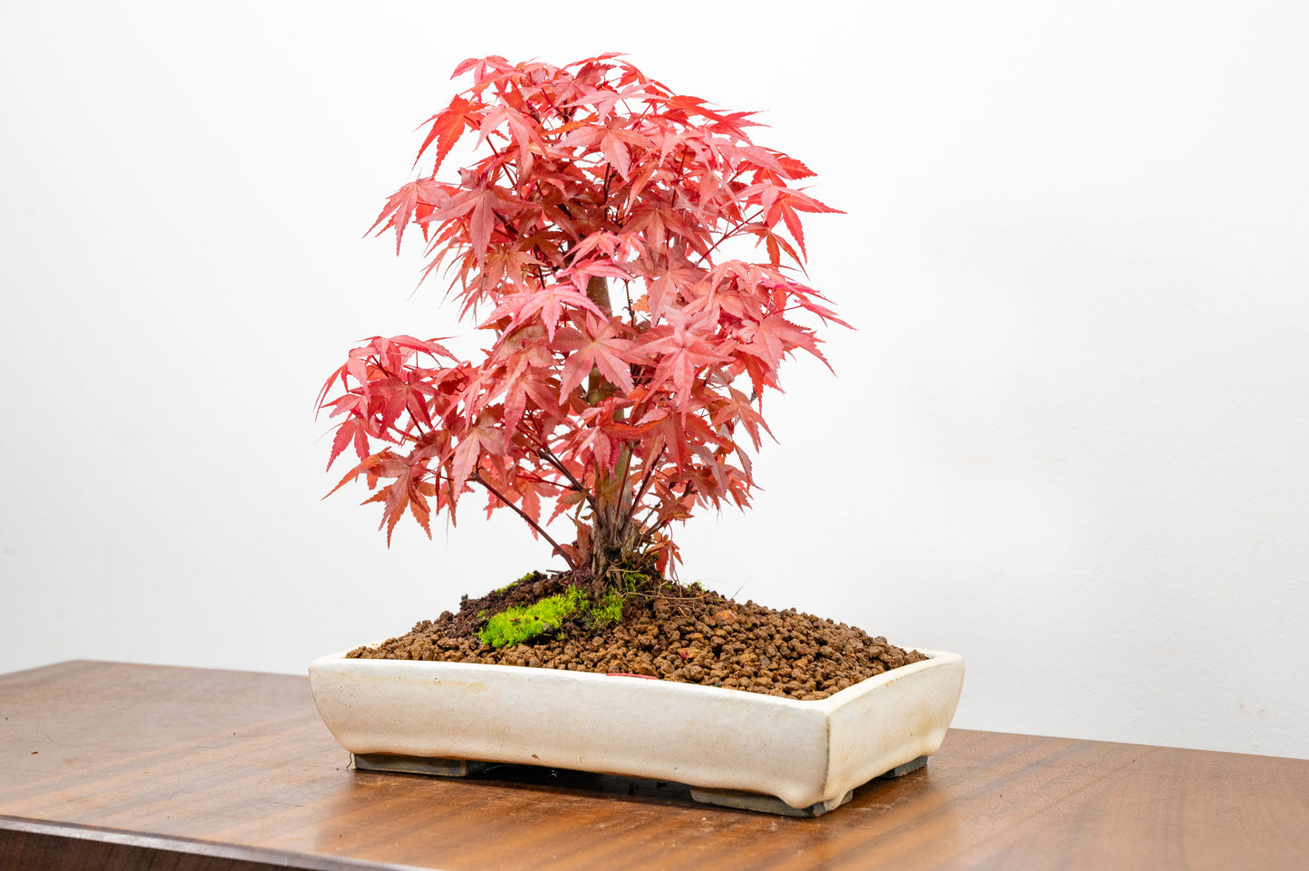 Deshojo Japanese Maple Bonsai