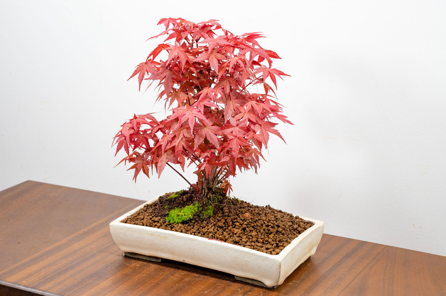 Deshojo Japanese Maple Bonsai
