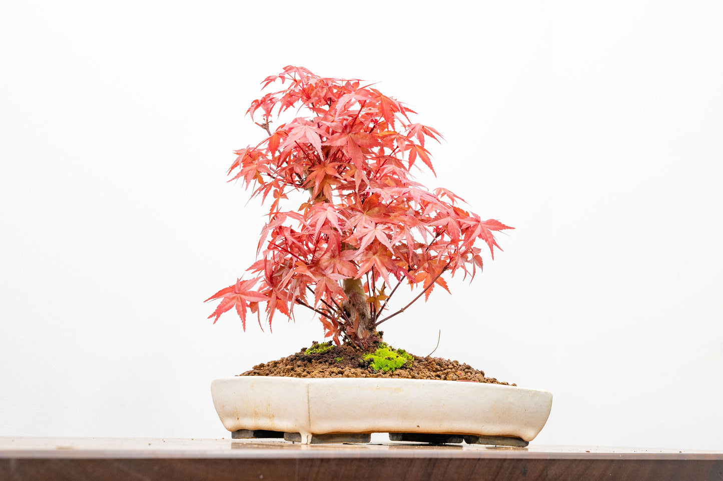 Deshojo Japanese Maple Bonsai