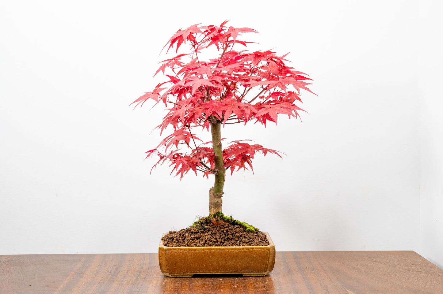 Deshojo Japanese Maple Bonsai