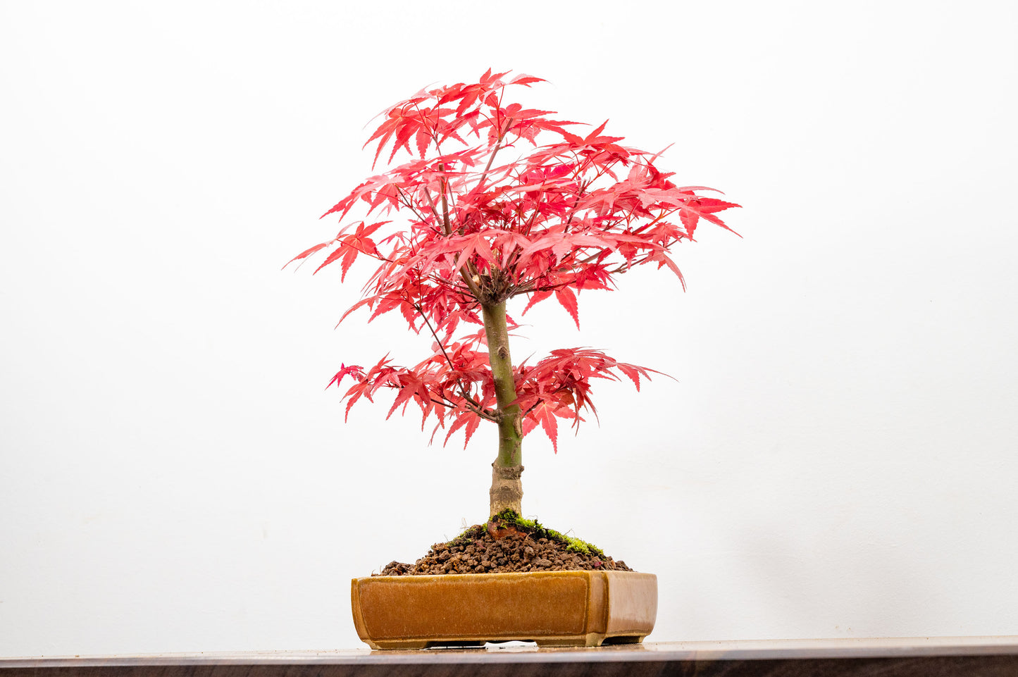 Deshojo Japanese Maple Bonsai