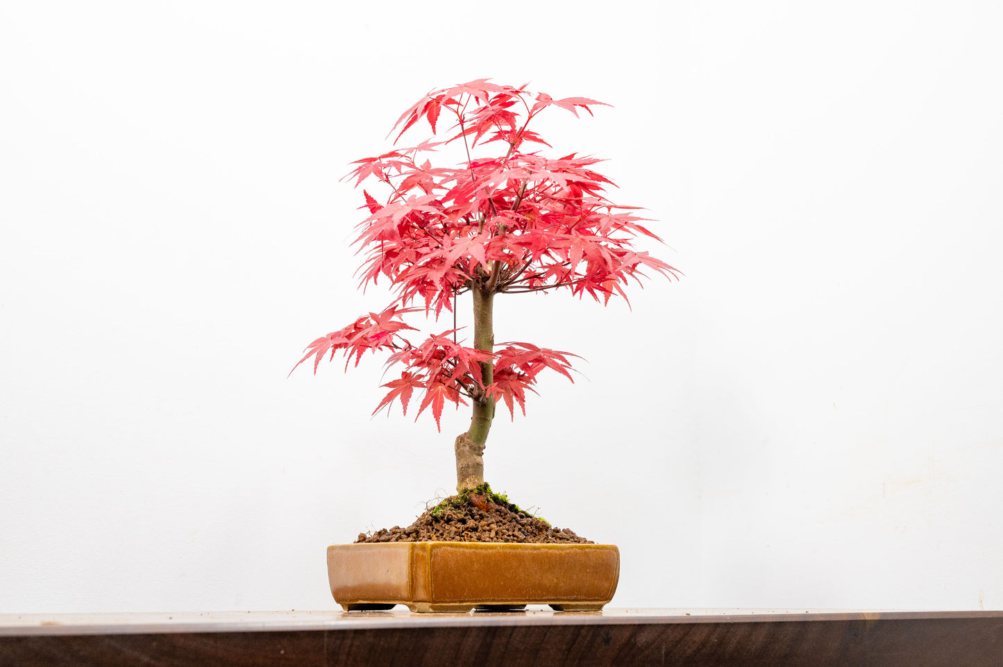 Deshojo Japanese Maple Bonsai