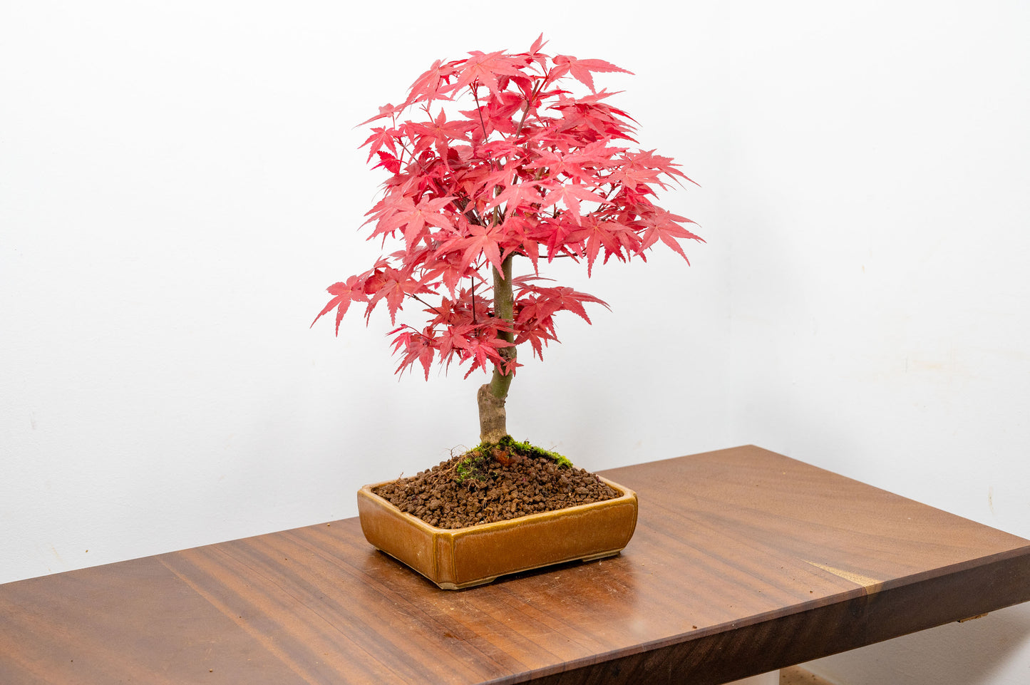 Deshojo Japanese Maple Bonsai