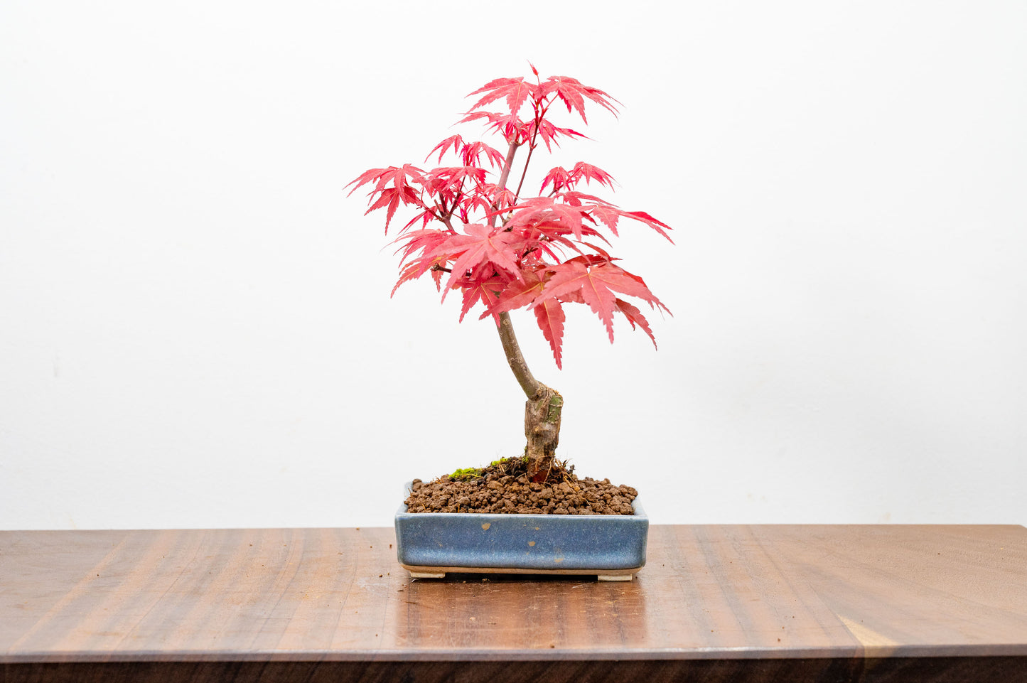 Deshojo Japanese Maple Bonsai