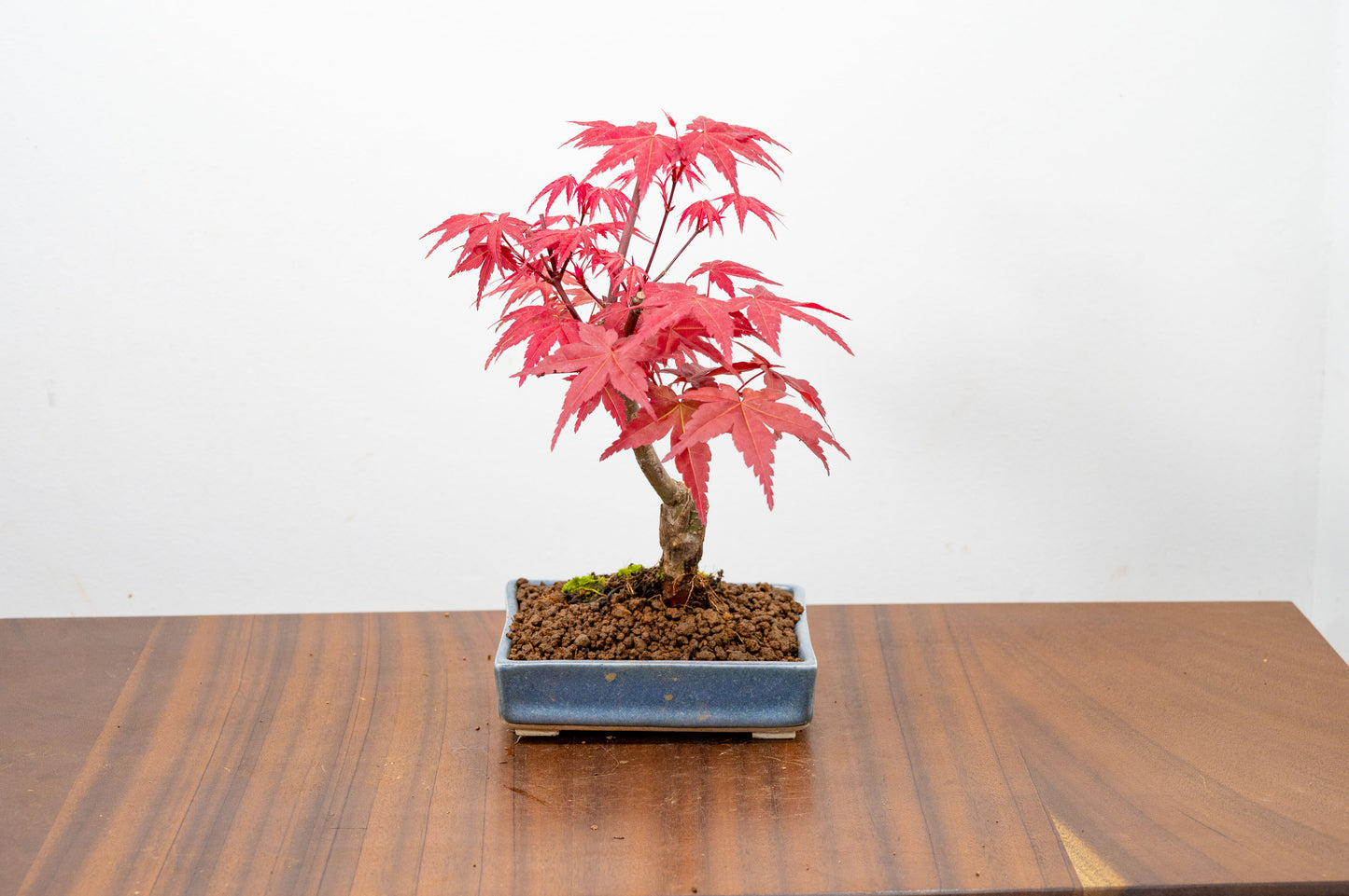 Deshojo Japanese Maple Bonsai