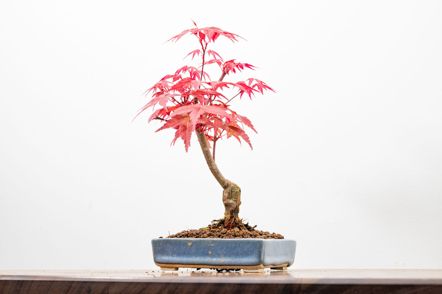Deshojo Japanese Maple Bonsai