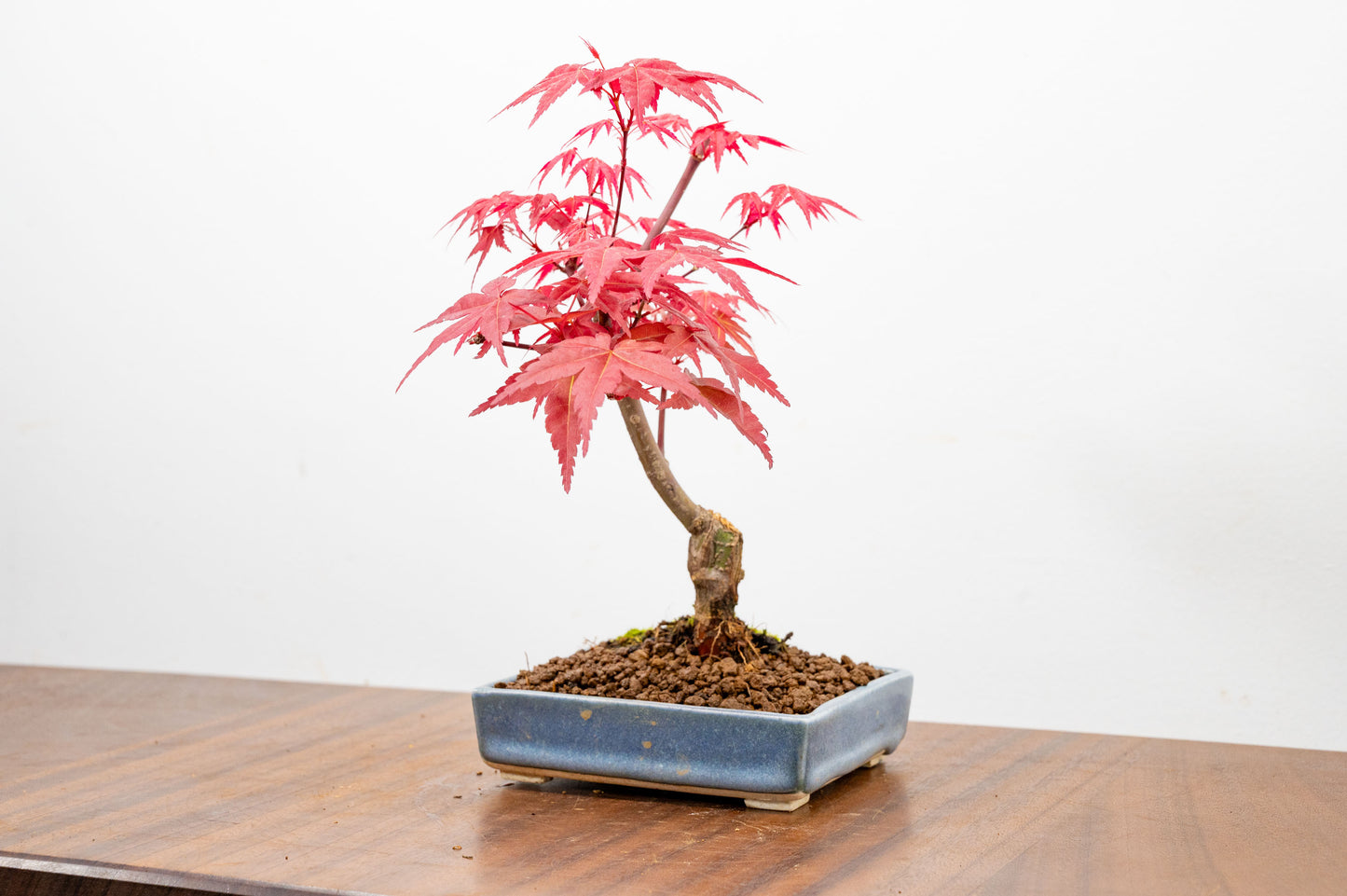 Deshojo Japanese Maple Bonsai