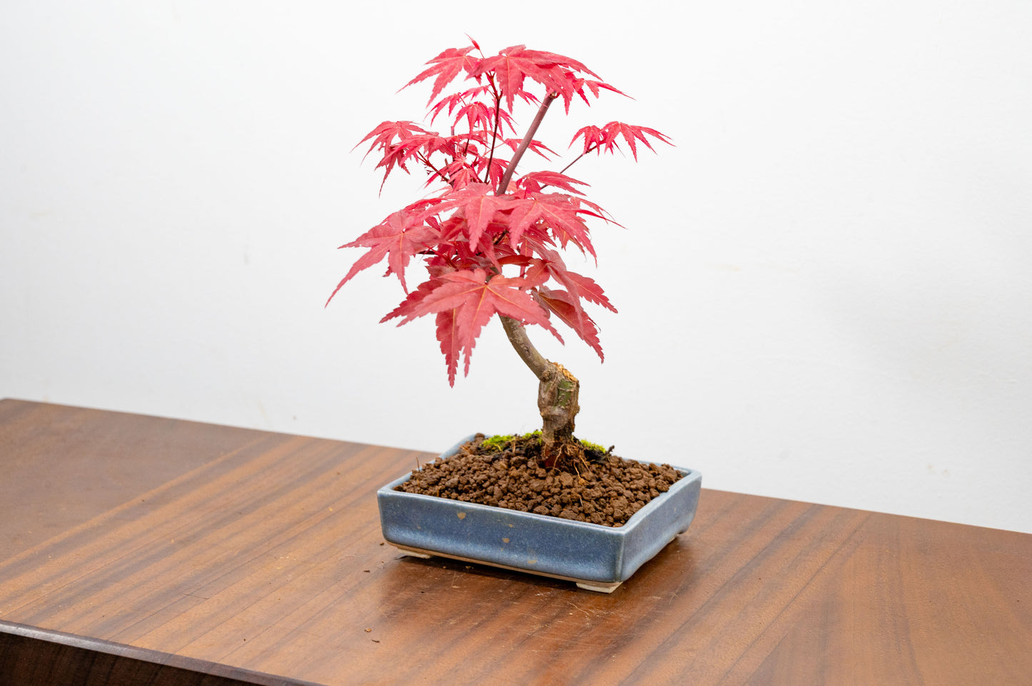 Deshojo Japanese Maple Bonsai