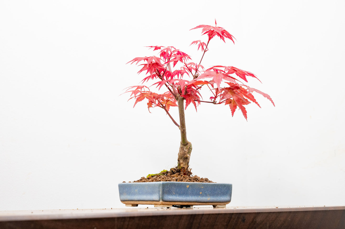 Deshojo Japanese Maple Bonsai