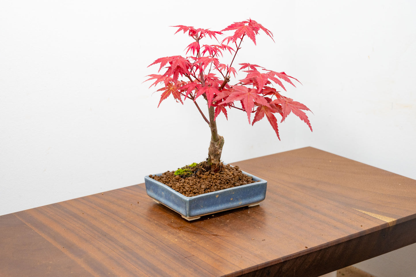 Deshojo Japanese Maple Bonsai