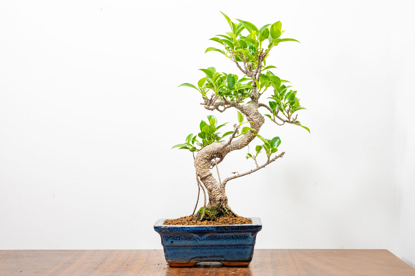 Banyan Fig Bonsai S Trunk - 15cm Blue Ceramic Pot + Care Kit