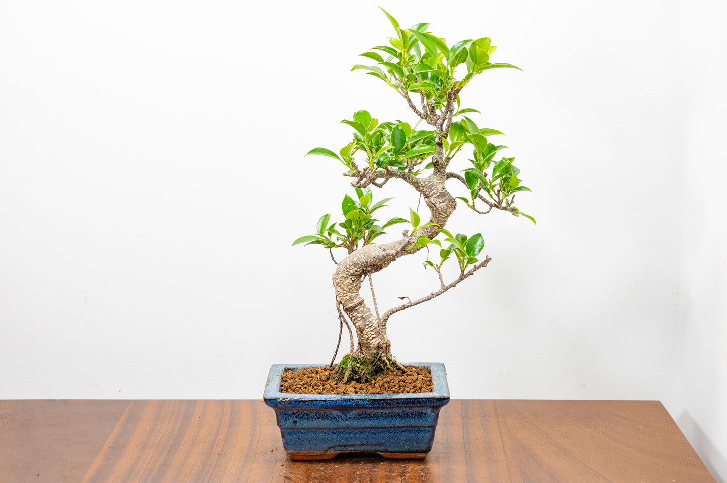Banyan Fig Bonsai S Trunk - 15cm Blue Ceramic Pot + Care Kit