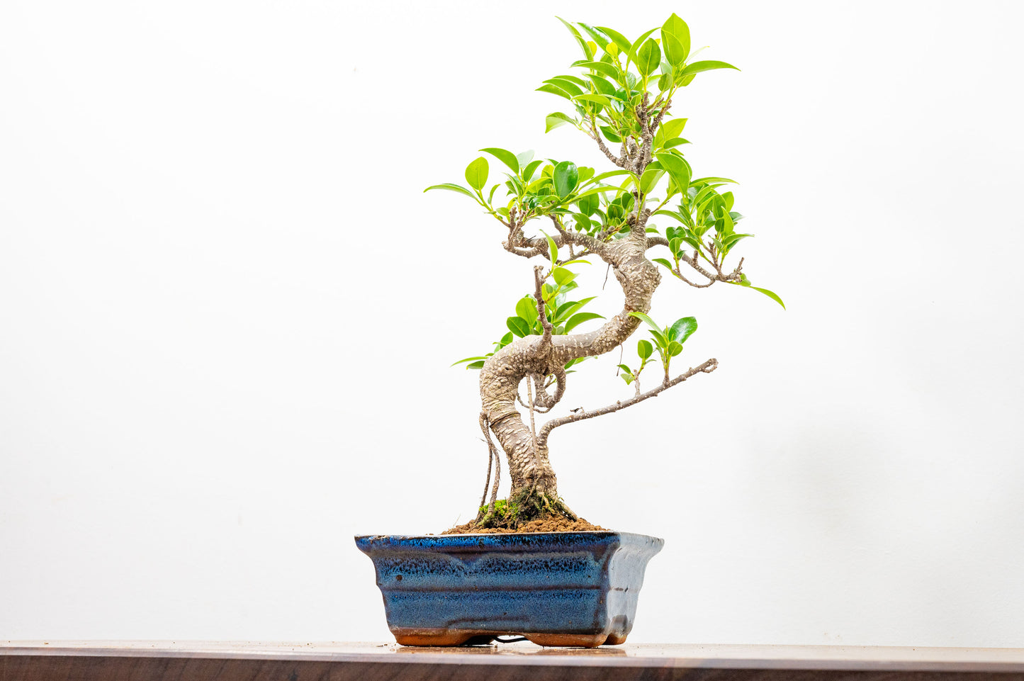 Banyan Fig Bonsai S Trunk - 15cm Blue Ceramic Pot + Care Kit