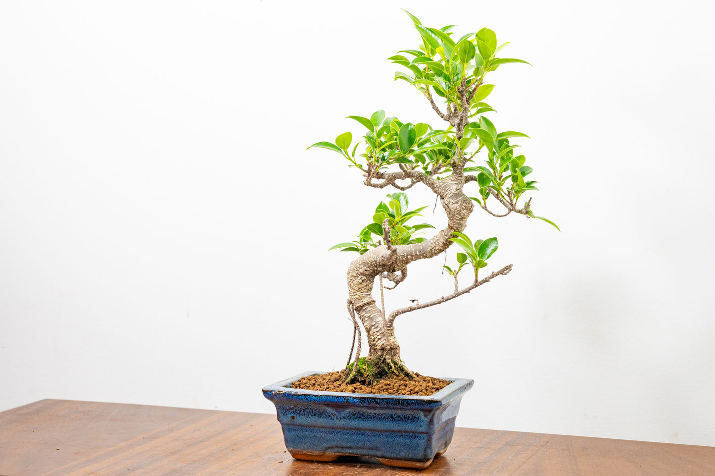 Banyan Fig Bonsai S Trunk - 15cm Blue Ceramic Pot + Care Kit