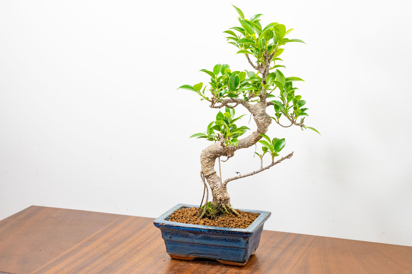 Banyan Fig Bonsai S Trunk - 15cm Blue Ceramic Pot + Care Kit