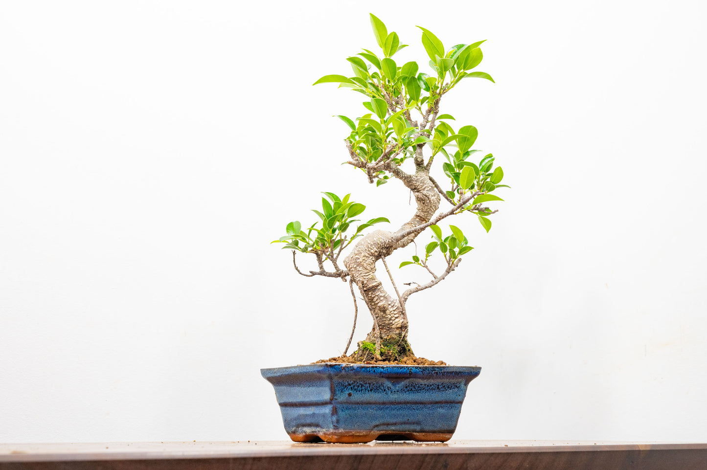 Banyan Fig Bonsai S Trunk - 15cm Blue Ceramic Pot + Care Kit