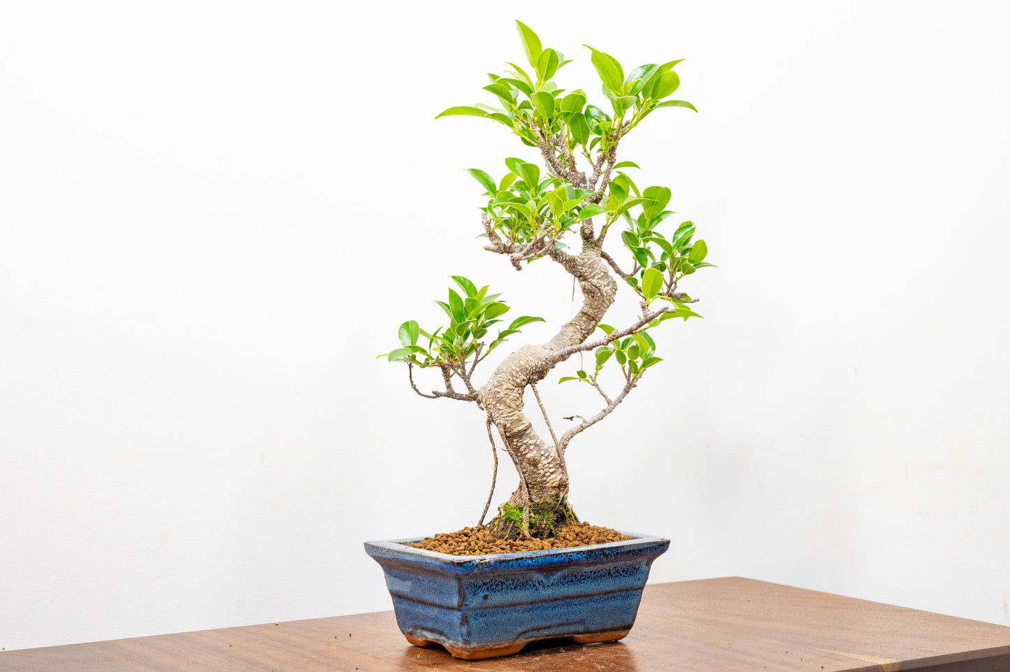 Banyan Fig Bonsai S Trunk - 15cm Blue Ceramic Pot + Care Kit