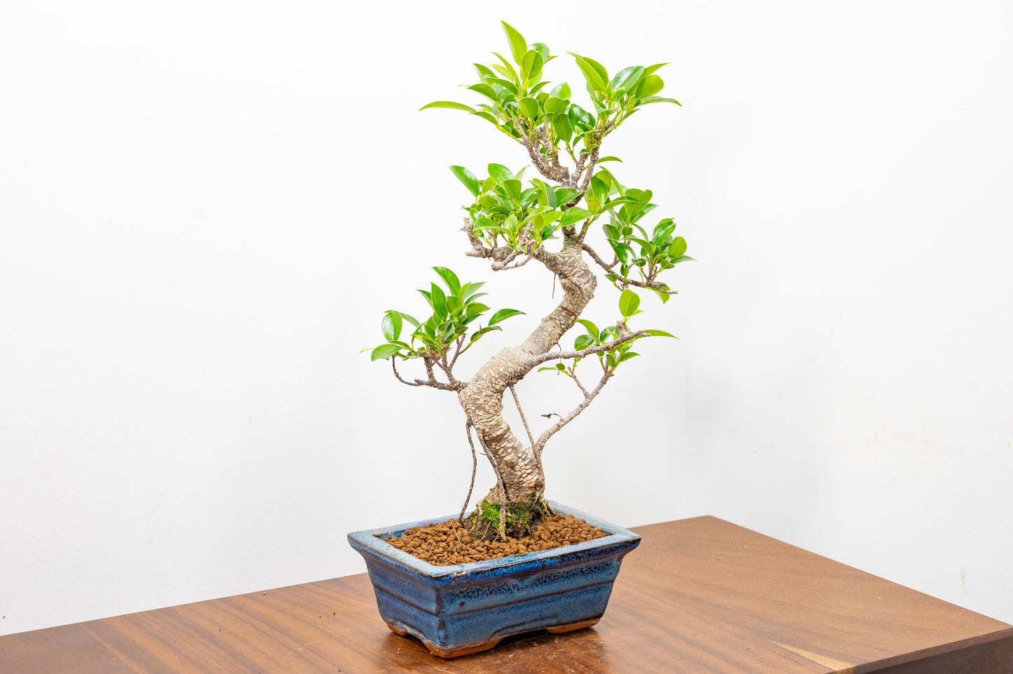 Banyan Fig Bonsai S Trunk - 15cm Blue Ceramic Pot + Care Kit