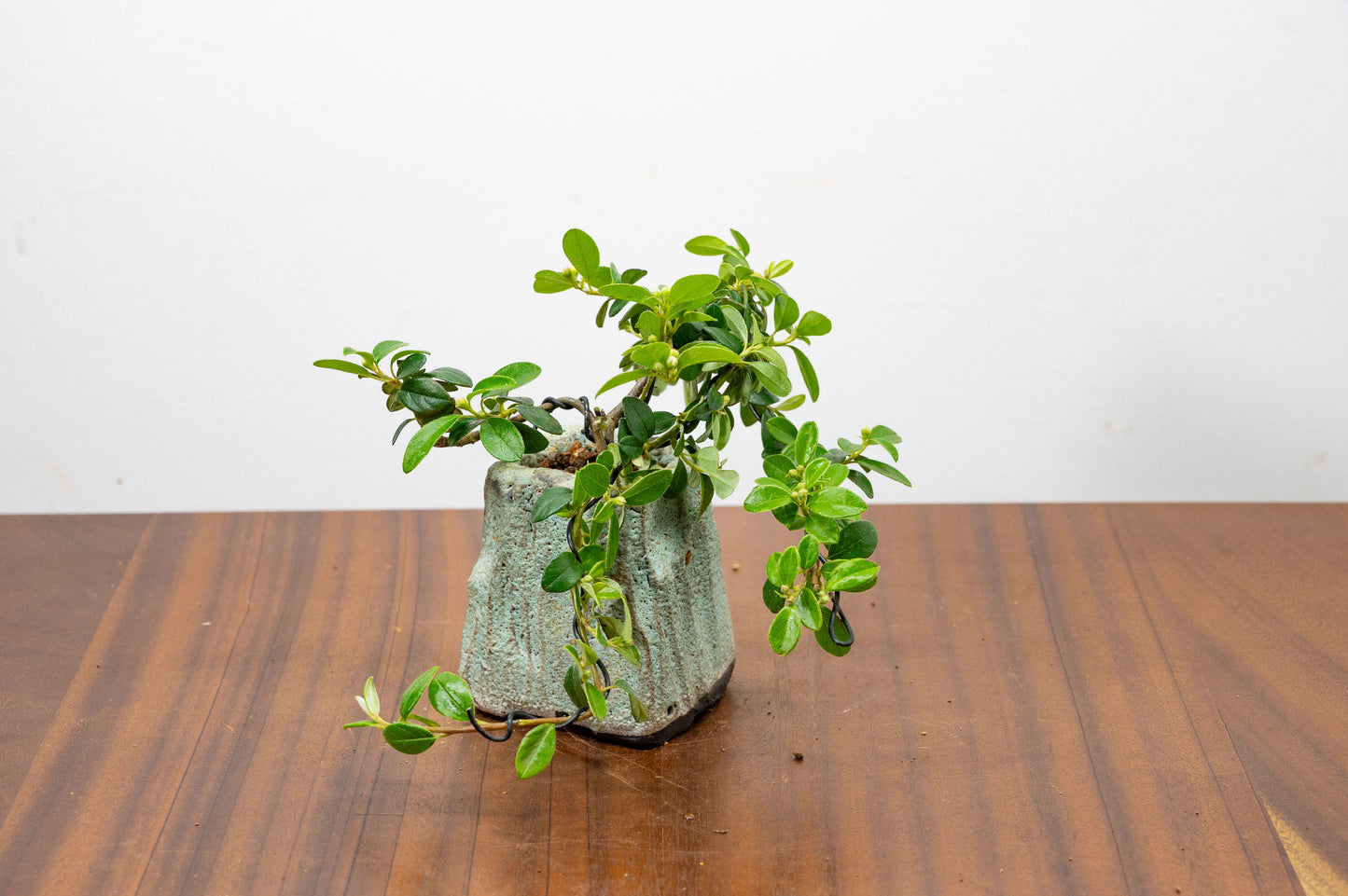 Cotoneaster Bonsai Tree