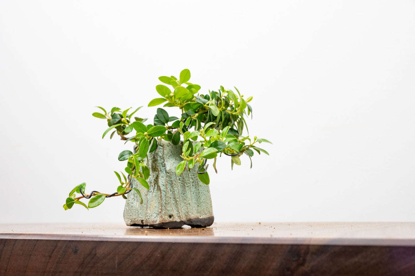 Cotoneaster Bonsai Tree