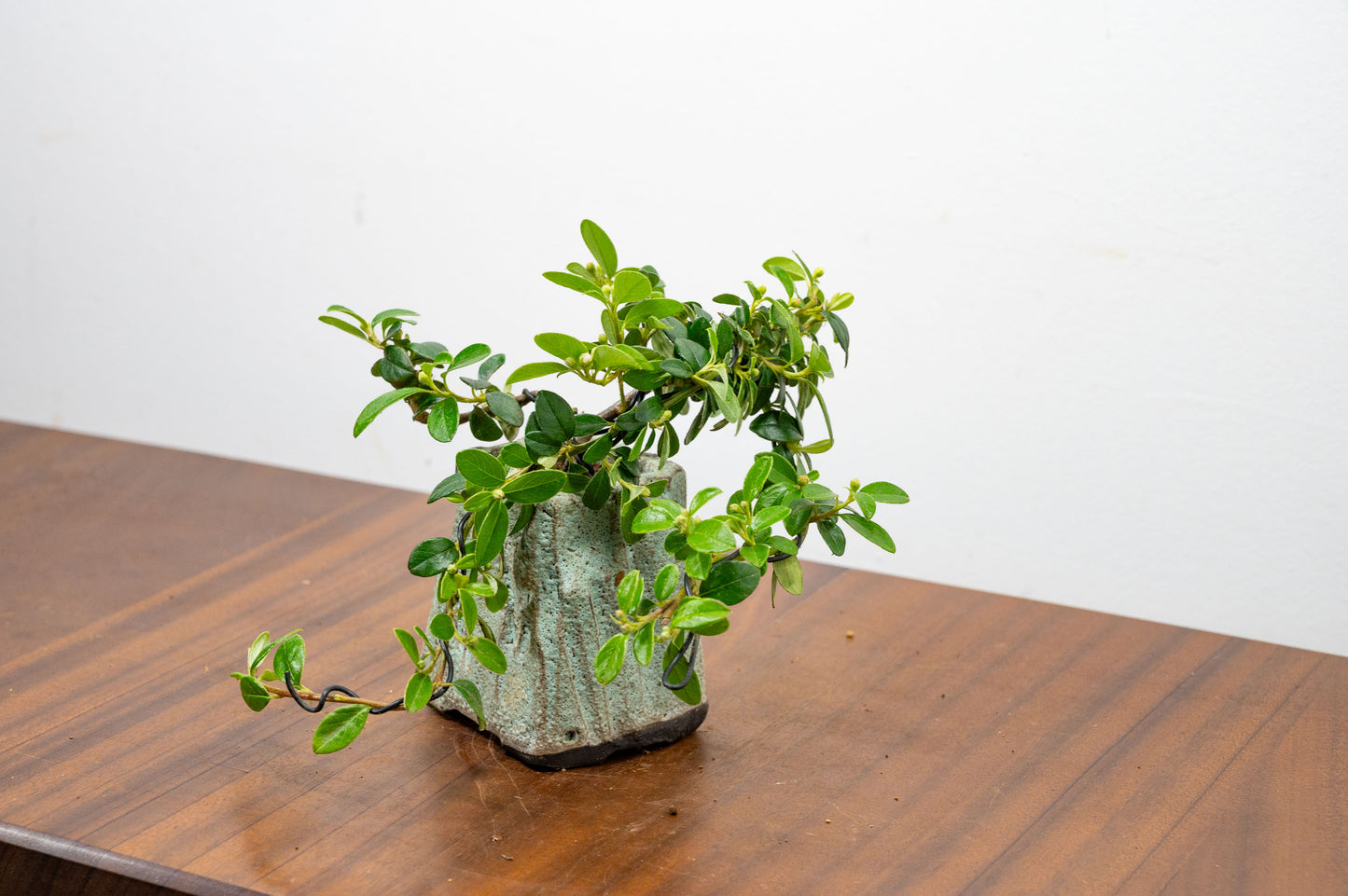 Cotoneaster Bonsai Tree