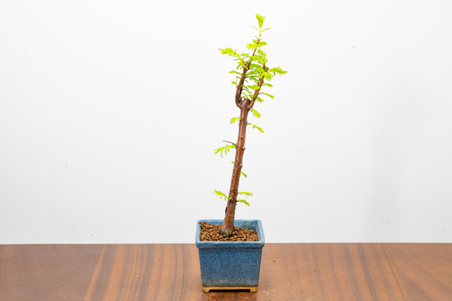 Dawn Redwood Bonsai Starter Tree