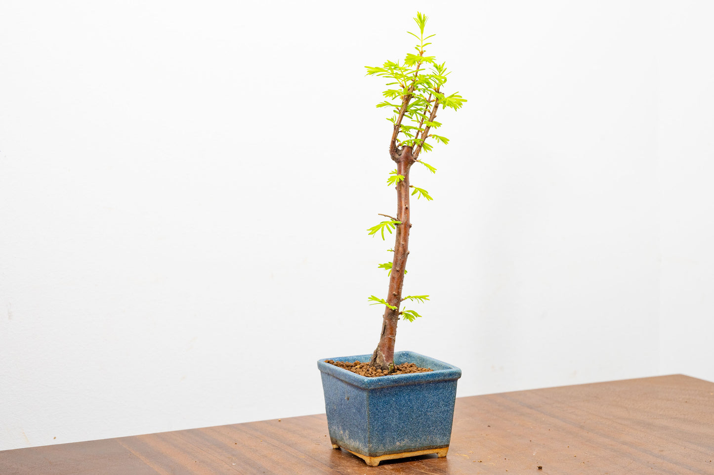Dawn Redwood Bonsai Starter Tree