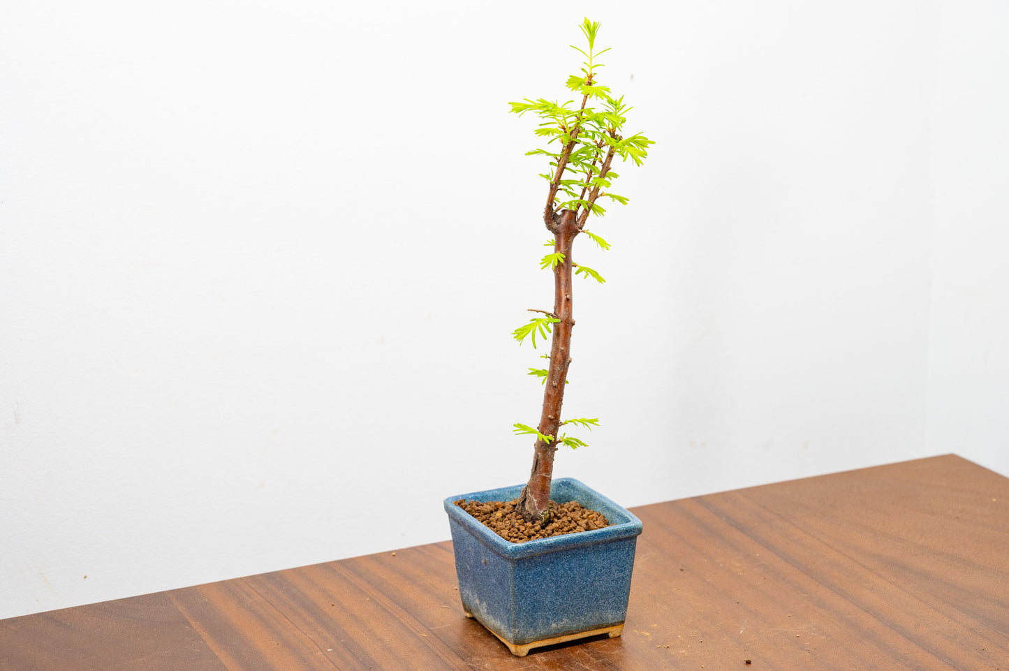 Dawn Redwood Bonsai Starter Tree
