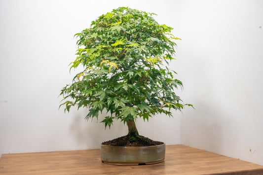Japanese Mountain Maple Bonsai