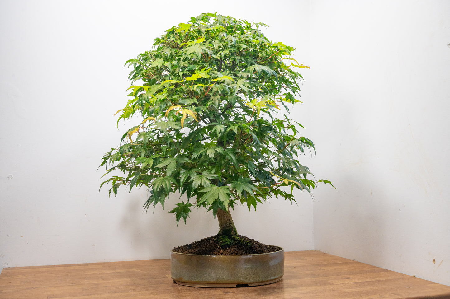 Japanese Mountain Maple Bonsai