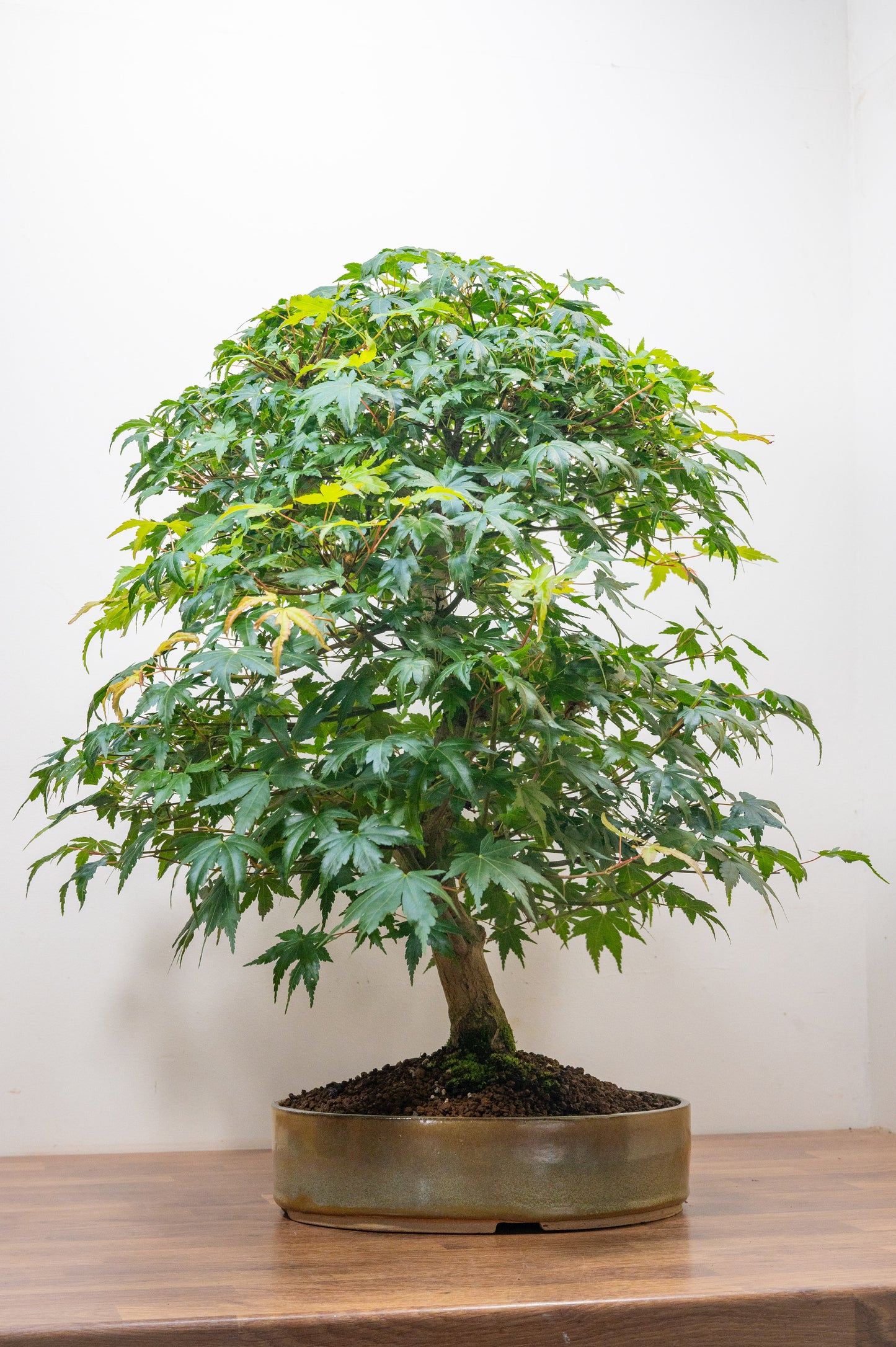 Japanese Mountain Maple Bonsai