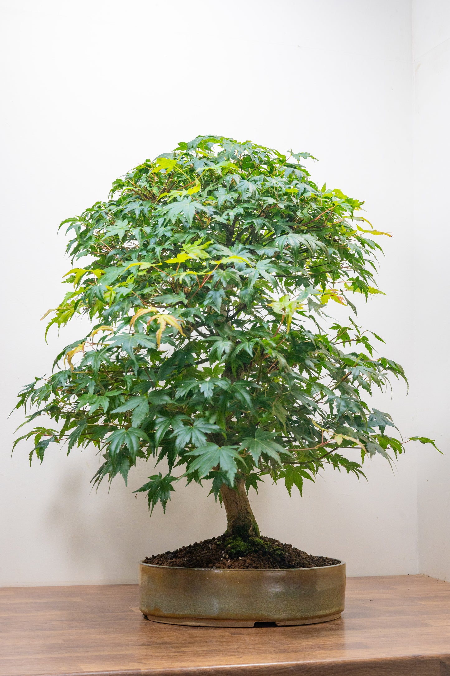 Japanese Mountain Maple Bonsai