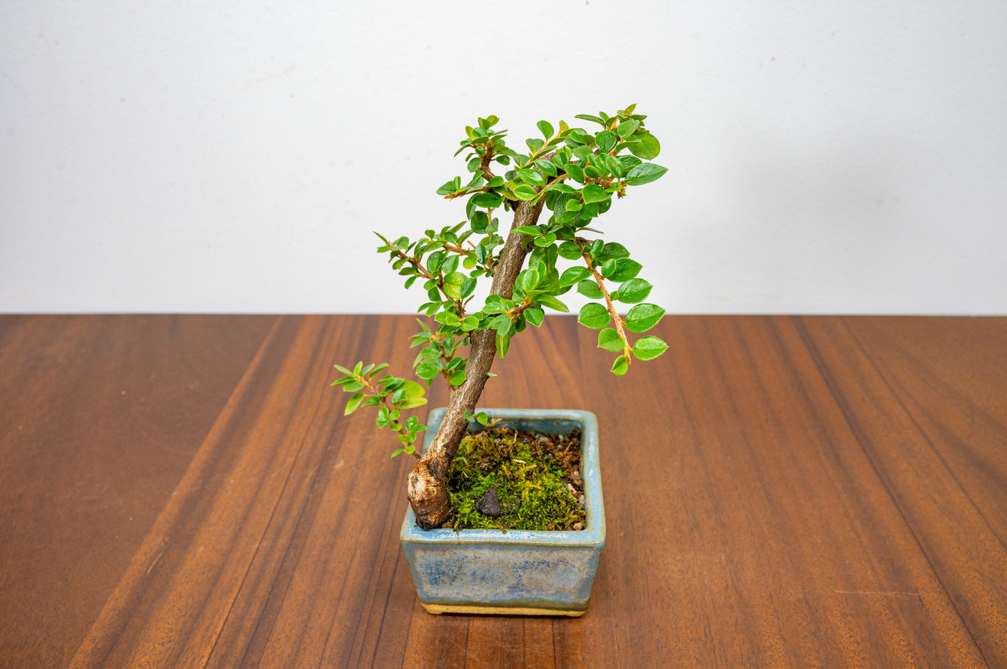 Cotoneaster Bonsai Tree