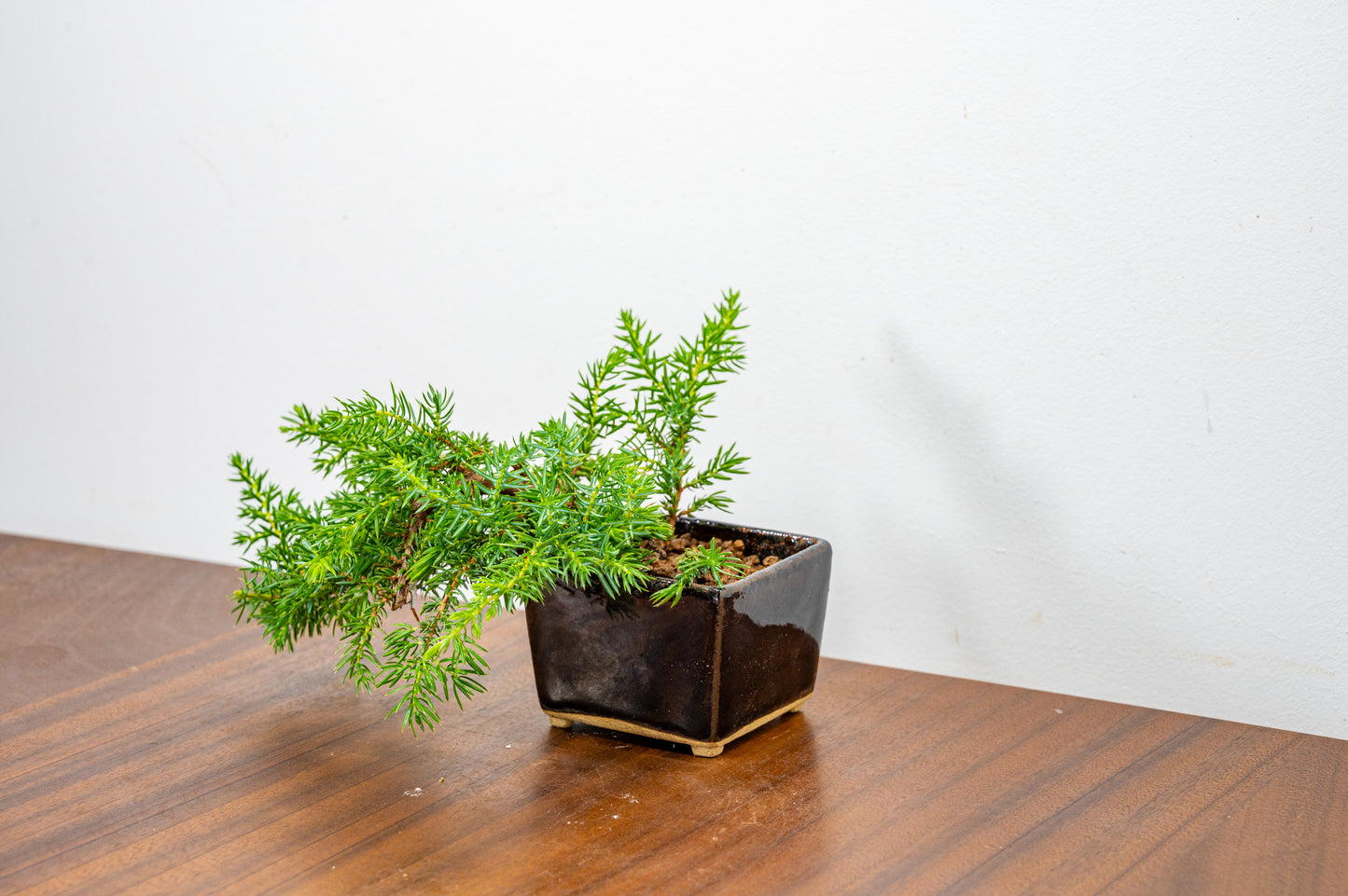 Juniper -Juniperus