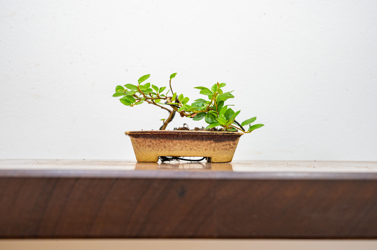 Cotoneaster Bonsai Tree