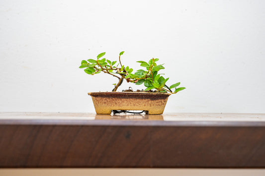 Cotoneaster Bonsai Tree