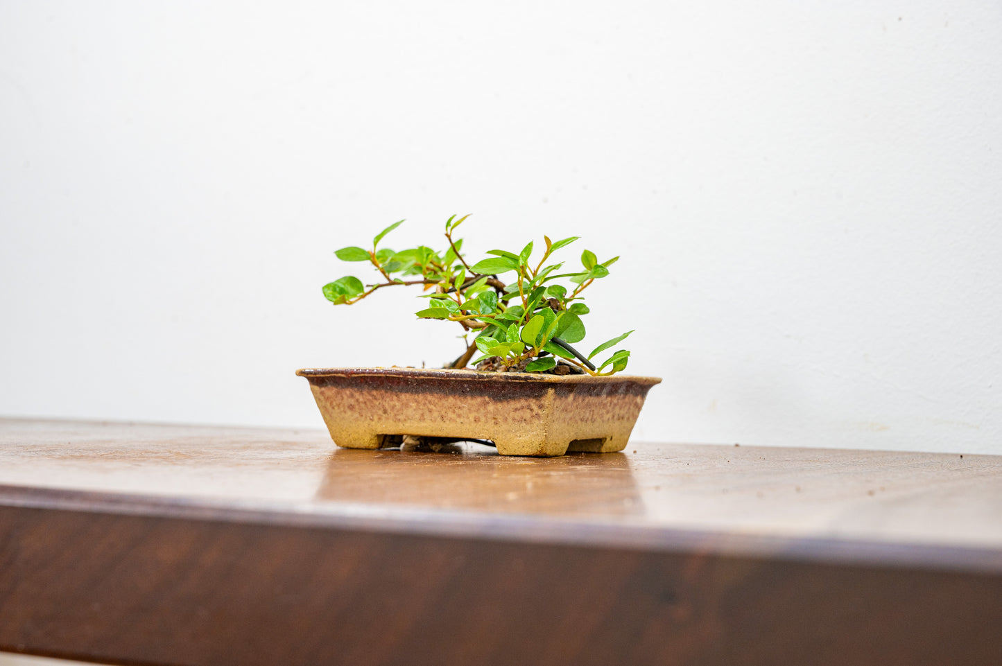 Cotoneaster Bonsai Tree