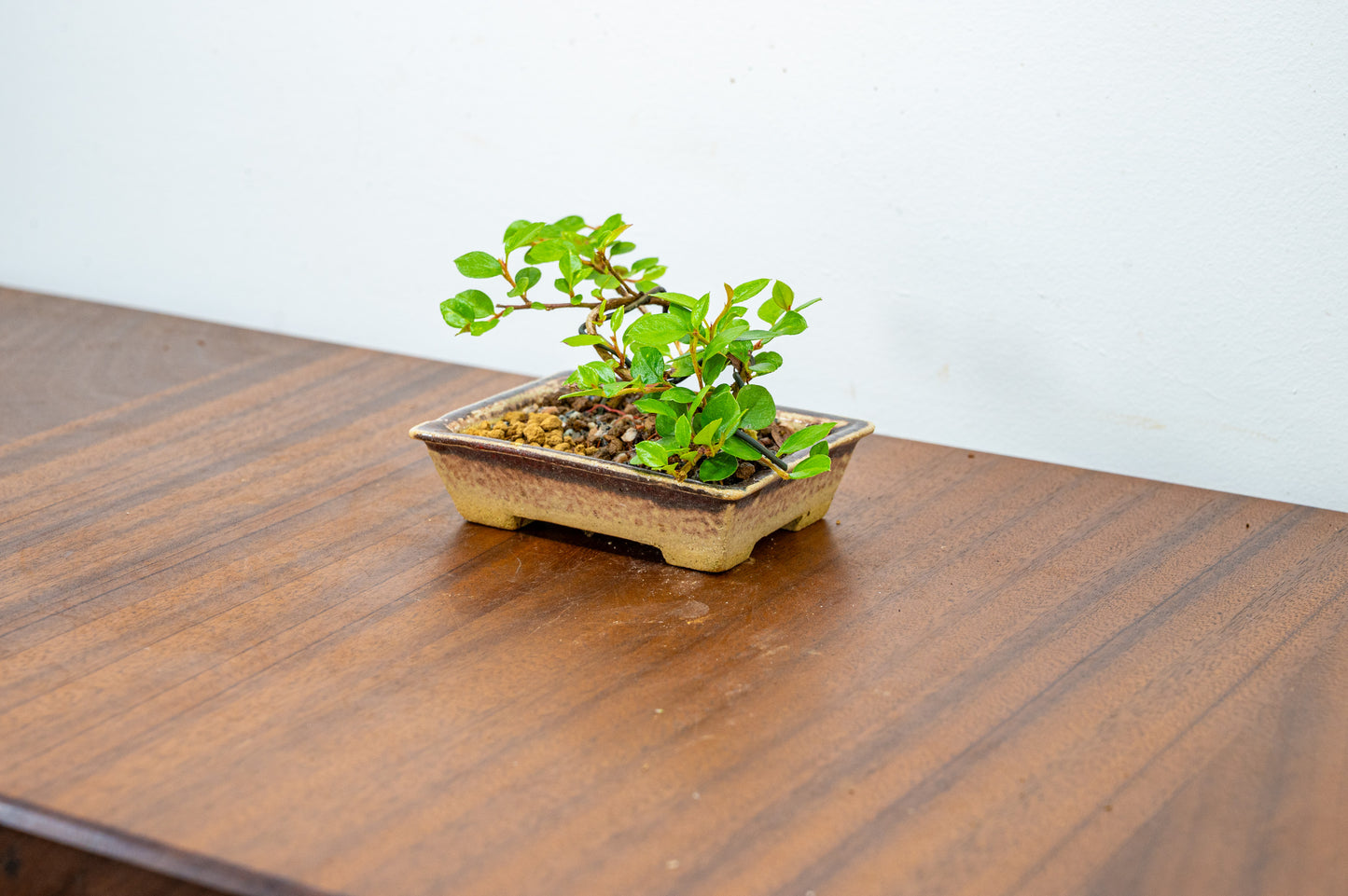 Cotoneaster Bonsai Tree