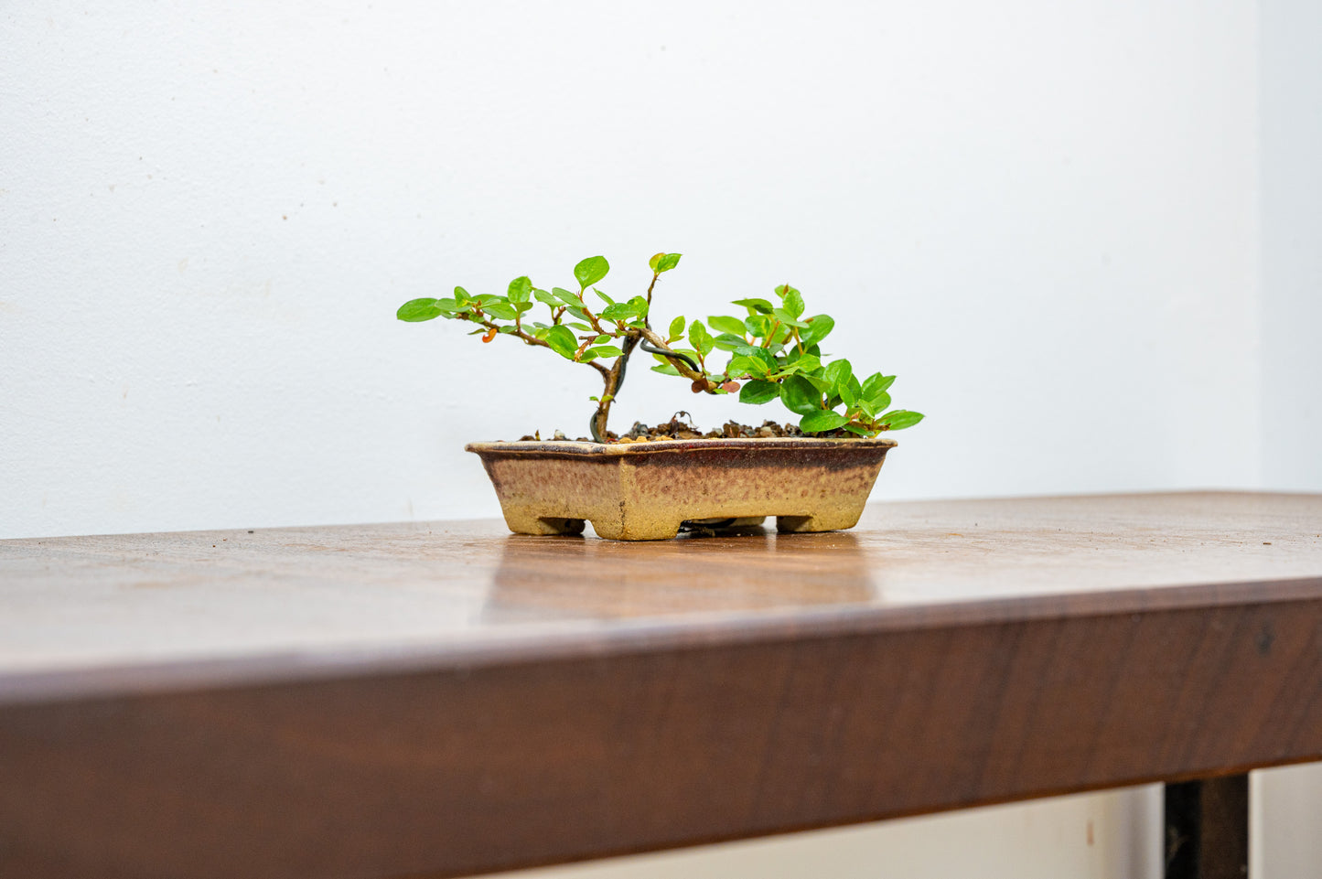 Cotoneaster Bonsai Tree